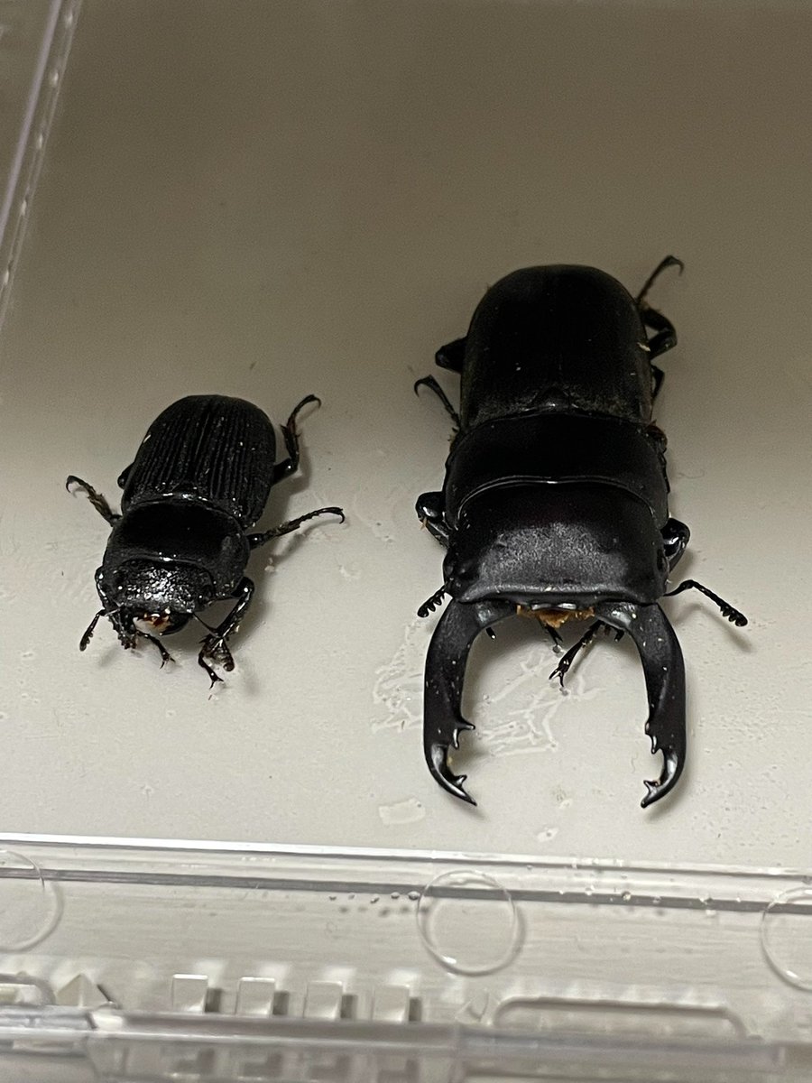 竹風🎋 (@bamboo_kusumaya) / Posts / X