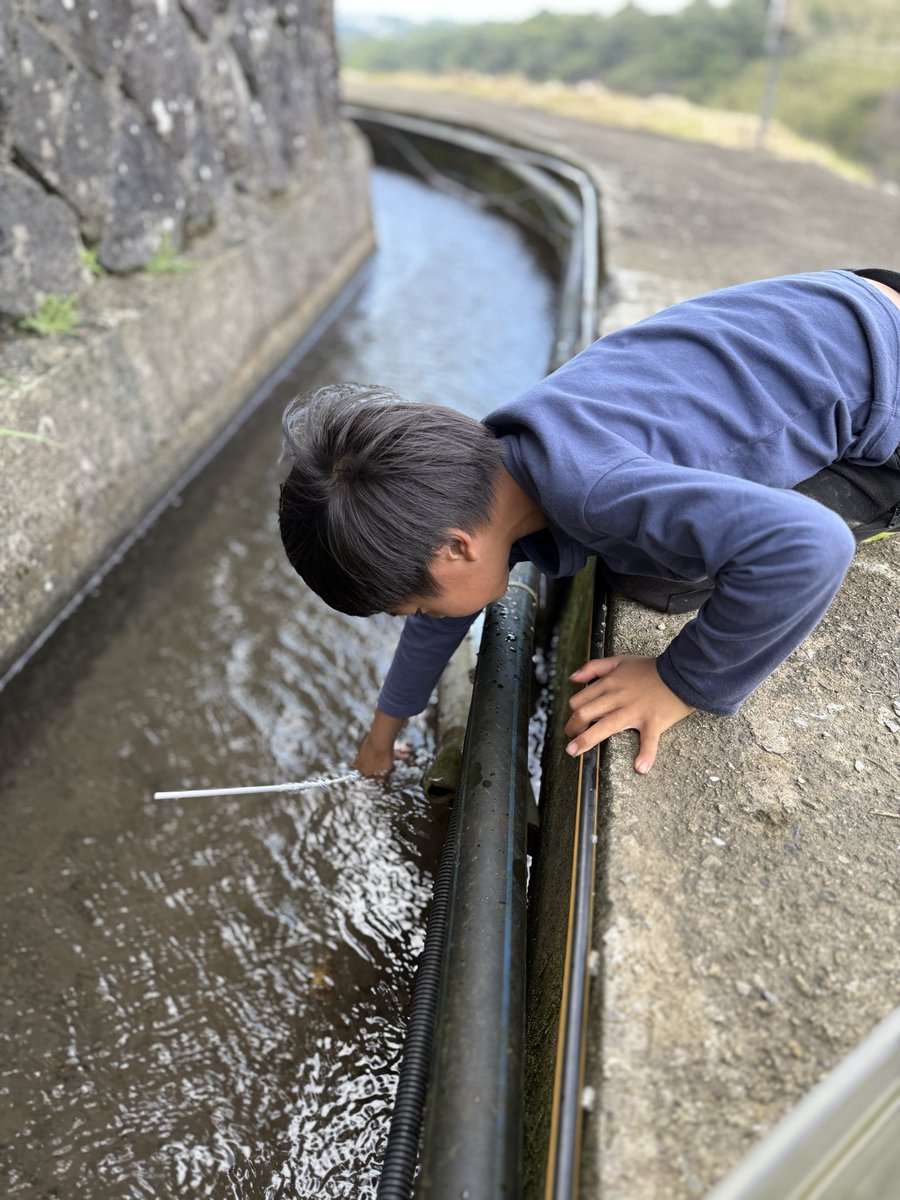 Tâi-pak-chhī  Sū-lîm-khu phên-téng kok-sió,

it-nî-a seng  lîm-pún-oân,

kin-ná-ji̍t e-po͘,tī chùn-kau lia̍h hê-kâu.

i kóng sī-m̄-sī beh chhī,iá m̄ chai.

i chiok choan-sim,siūⁿ chīn kok chióng pān-hoat,

i khòaⁿ khí lai chiâⁿ khoài-lo̍k.