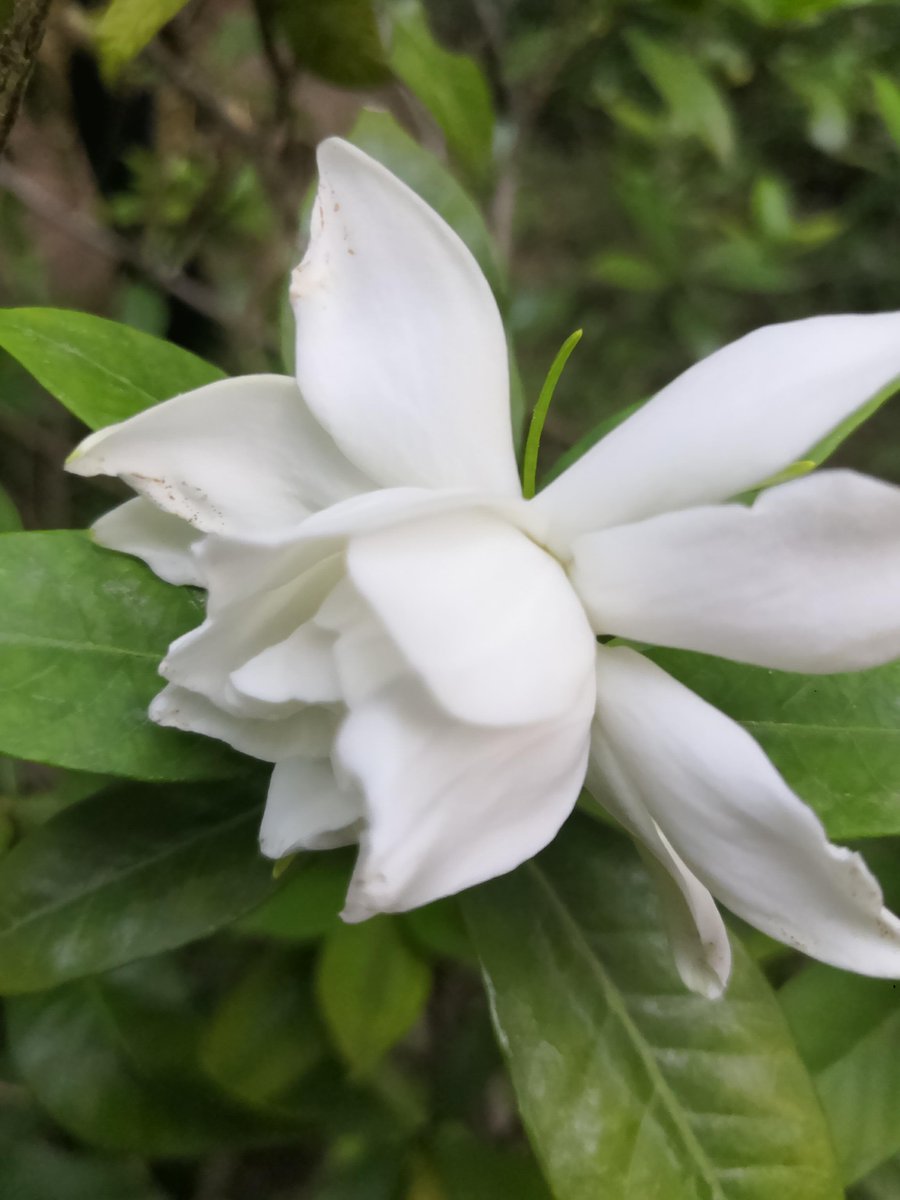 alvianida2's tweet image. 「今日小确幸：楼下的栀子花开了，风里都是夏天的味道 你最近遇到的美好小事是啥？」，