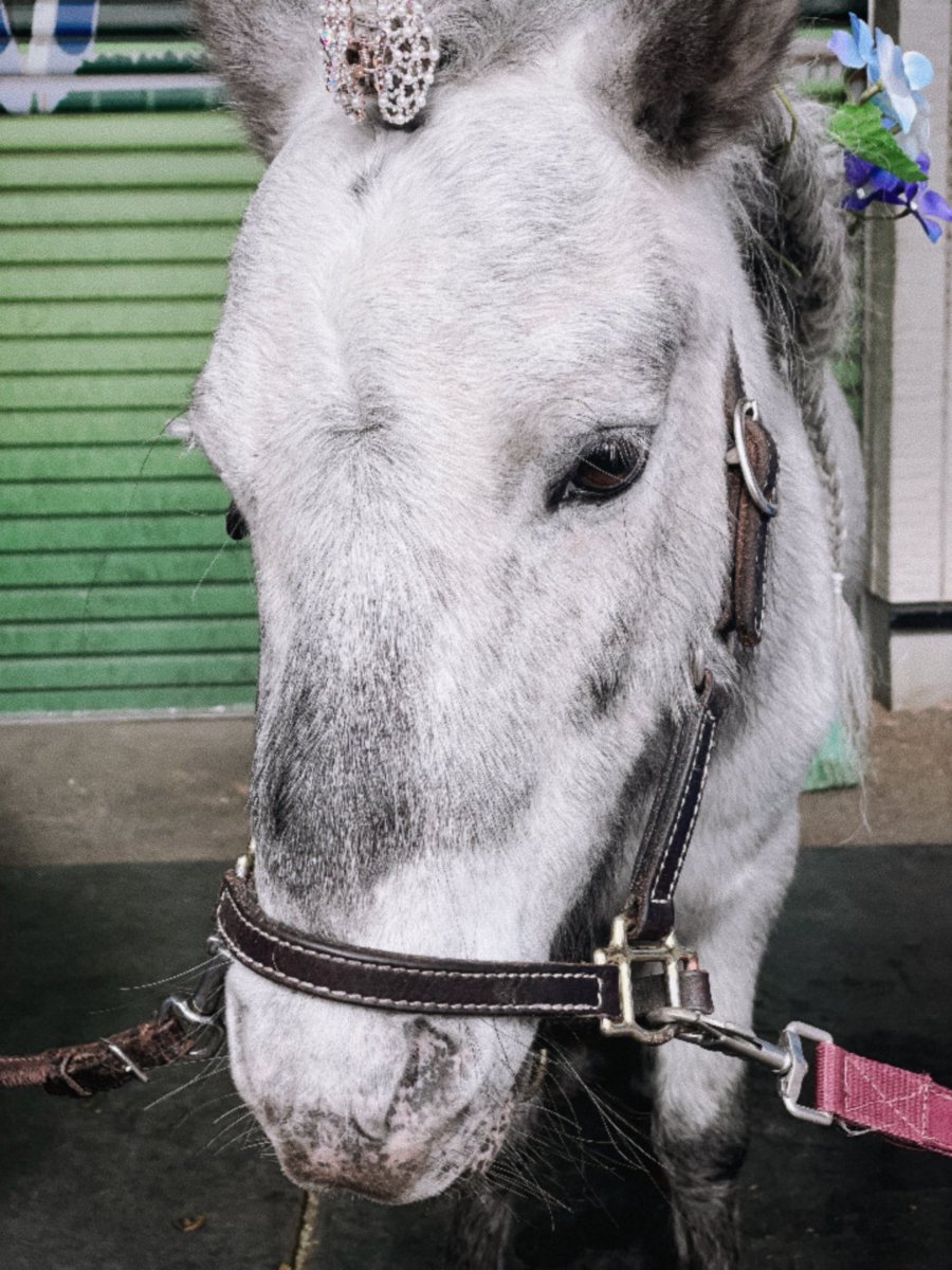 skipp_hpmc's tweet photo. 楽しかった🐎 https://t.co/ZA6KNfYN2v