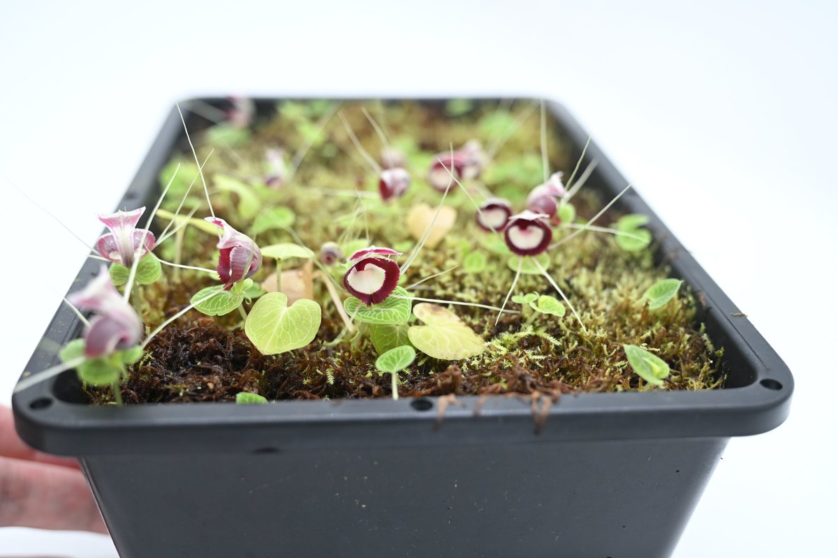 kkf・ふち (@kkfagito) / Posts / X