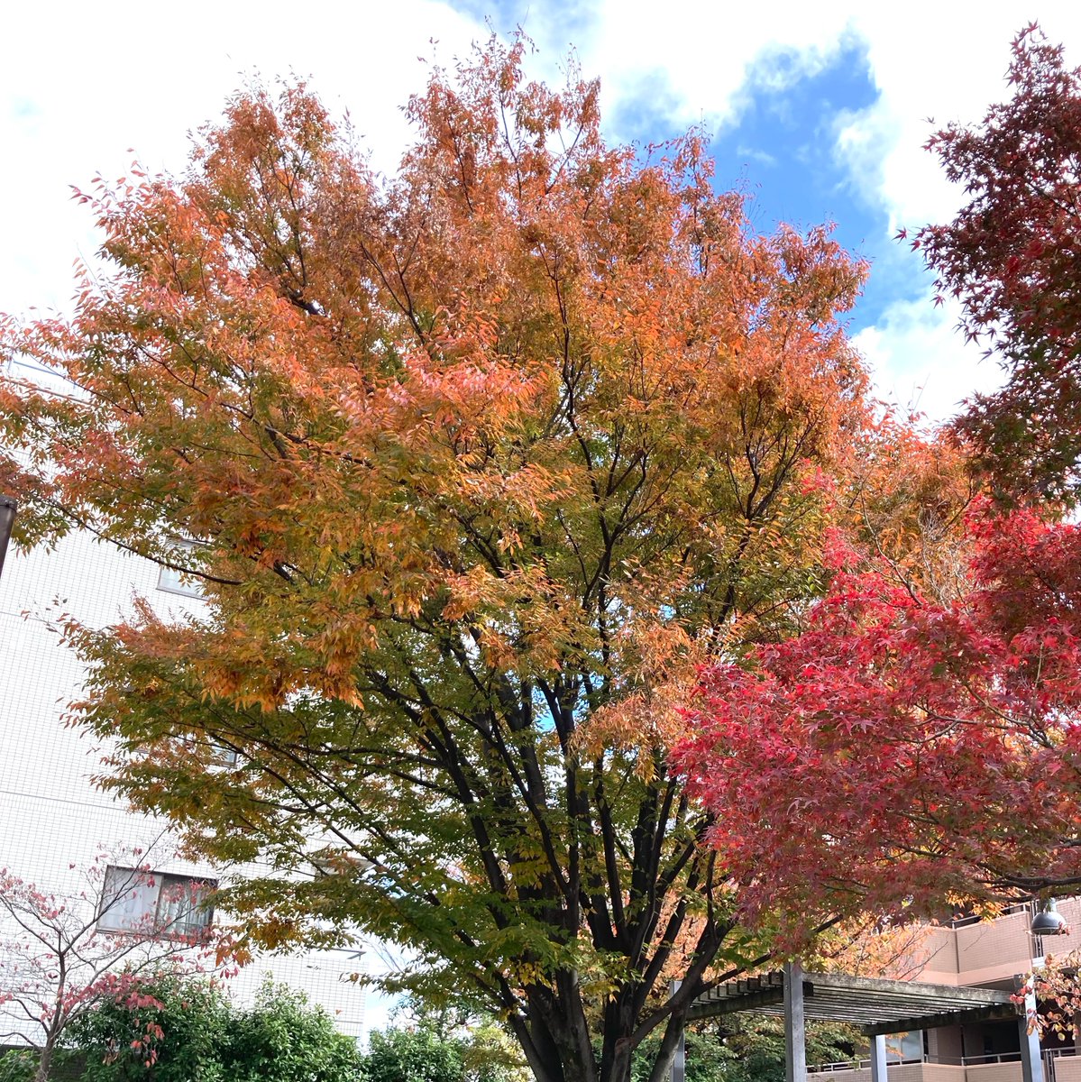 YoKK246's tweet photo. Nov 16, 2025　　#紅葉　港北NT（横浜）　The changing of the colors,　Kohoku New Town(Yokohama) https://t.co/DFKLrXdGYP