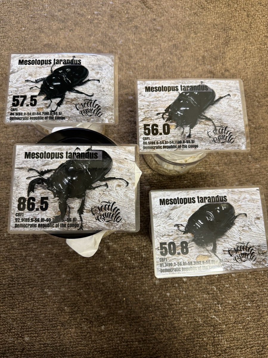 くわ太郎 (@kuwa_taro_) / Posts / X