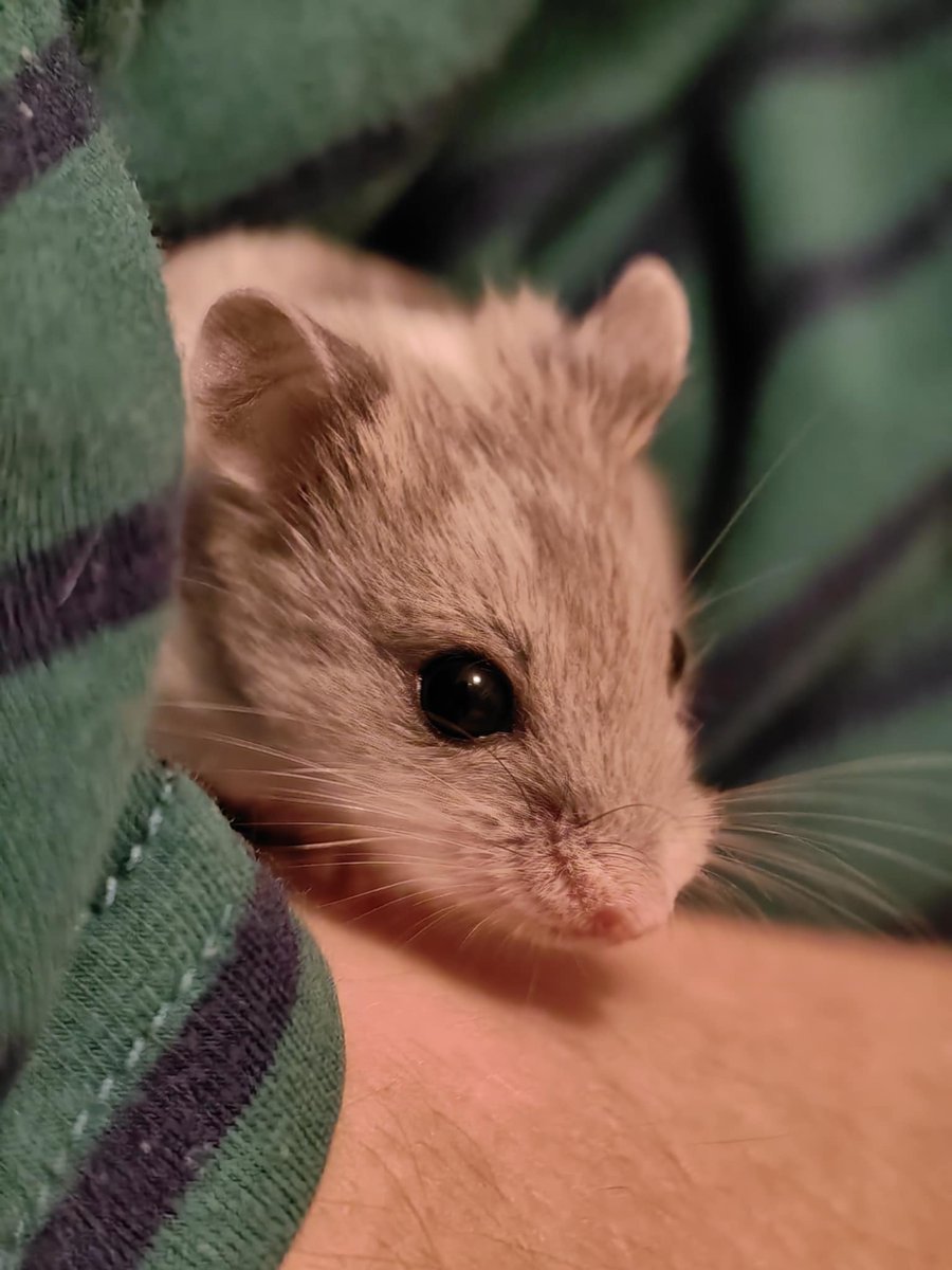 Wydziergane tweet media