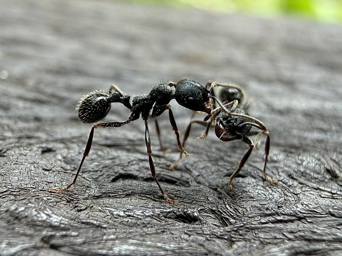 🐜アリかわいがり隊🐜 tweet media