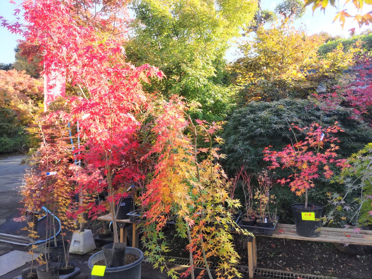 coret_omo_st's tweet photo. 今週もよろしくお願いします😊
＃Coret ＃人材紹介会社
短い秋を感じに紅葉めぐりへ②
＃小林もみじ園 ＃新種の紅葉 https://t.co/G0J1kZbNsm