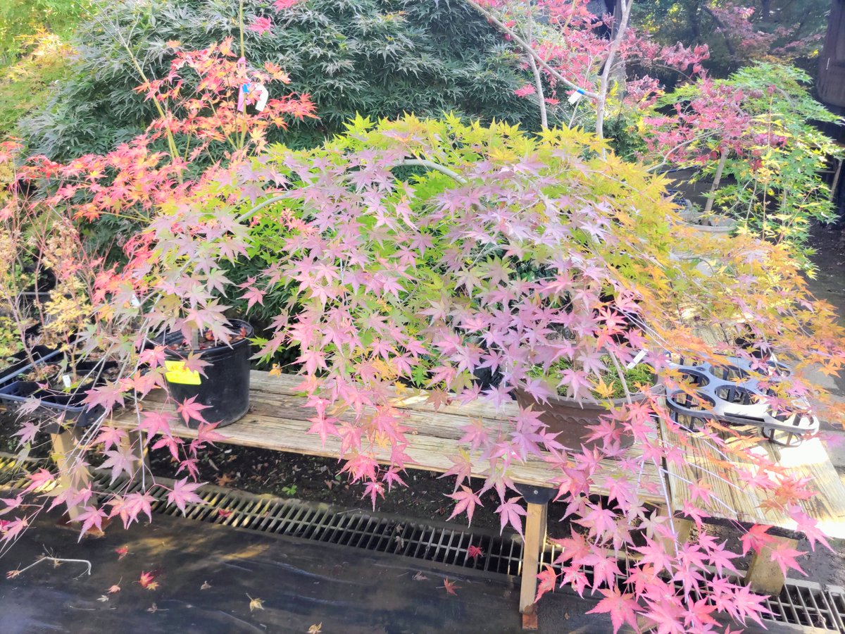 coret_omo_st's tweet photo. 今週もよろしくお願いします😊
＃Coret ＃人材紹介会社
短い秋を感じに紅葉めぐりへ②
＃小林もみじ園 ＃新種の紅葉 https://t.co/G0J1kZbNsm