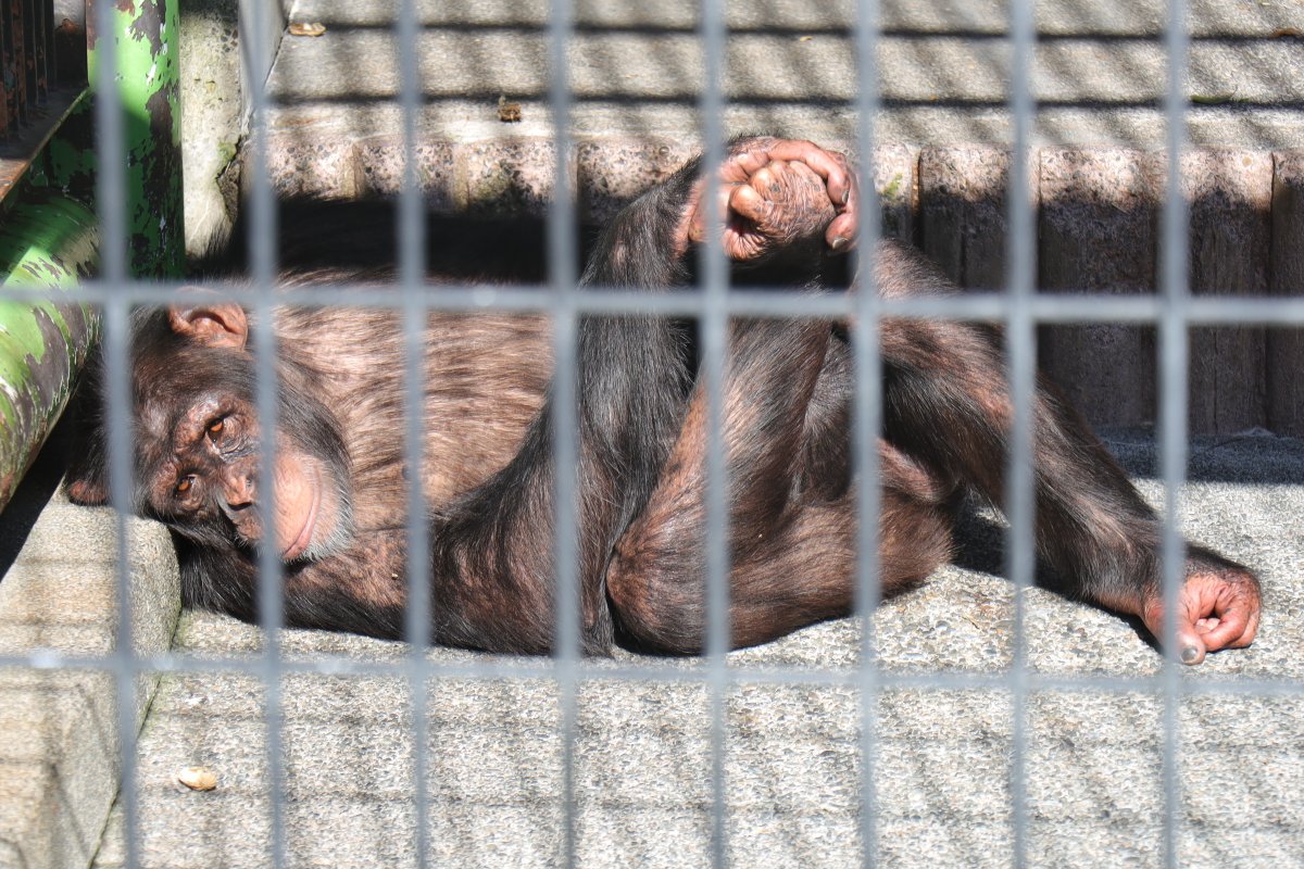 ⭐︎チンパンジー⭐︎ チンパンジー 34 | HANSA