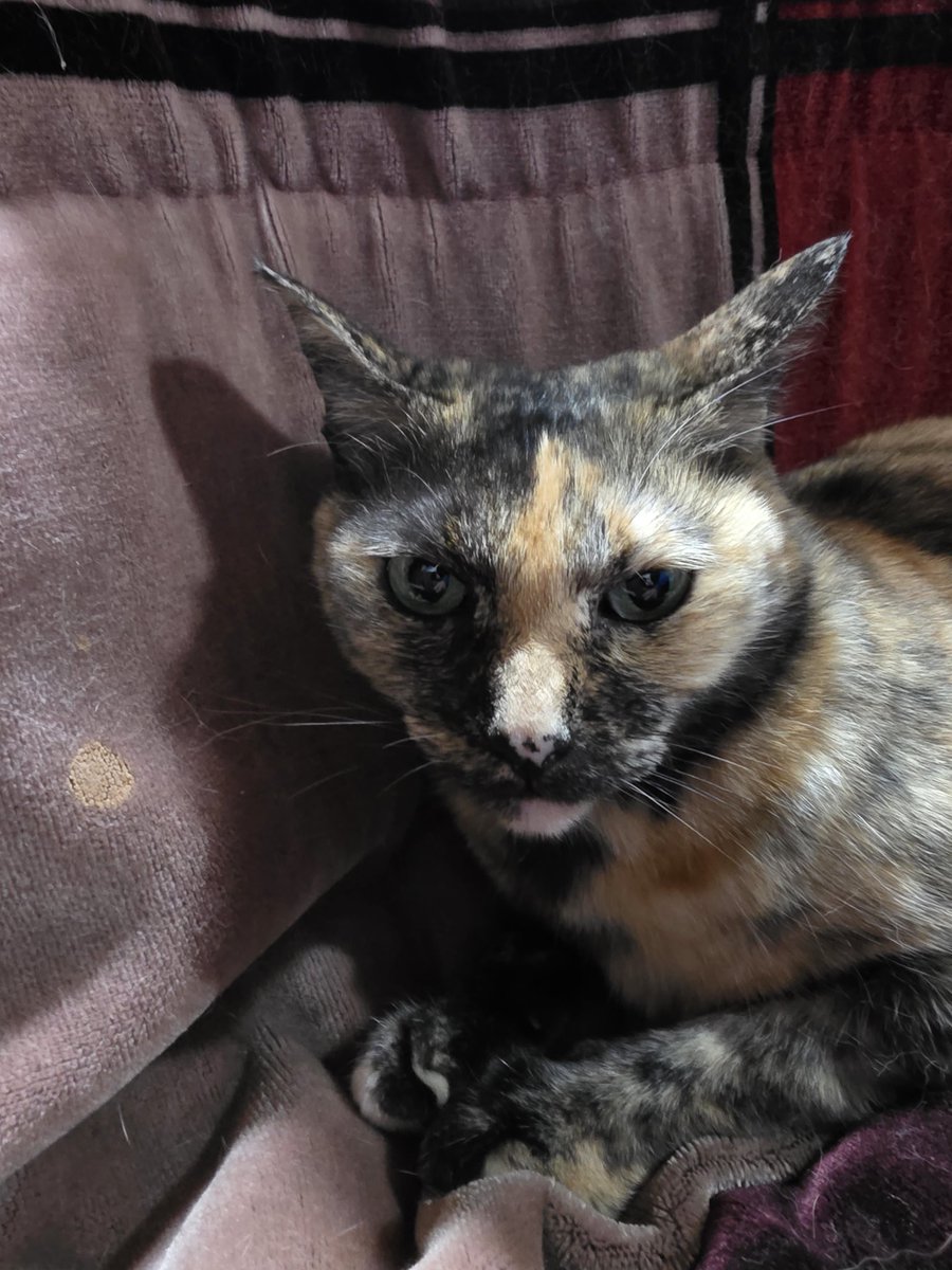 KiuuyA's tweet photo. だいぶ寒くなってきて炬燵と仲良くなってきたお嬢様
#サビ猫
#猫
#猫好きさんと繋がりたい https://t.co/JTBPOy2VH5