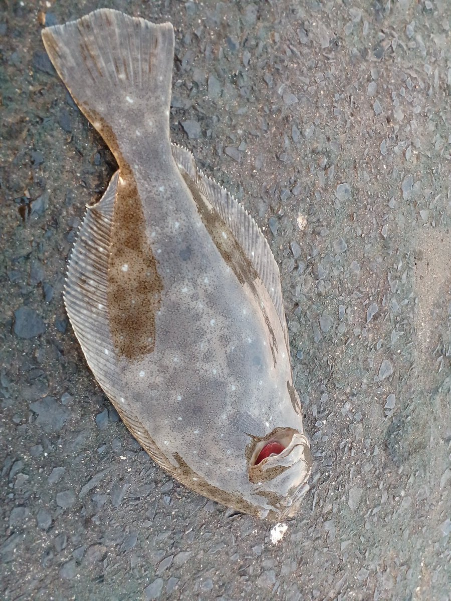 mori_tencho's tweet photo. 平目とツバス
釣れた！

足がメチャクチャ痛いのに

天気良し
風無し
波穏やか
釣り人無し
来週は釣り行く暇なし

じゃぁ、、行くしかないでしょう

痛み止が効いてきたので
隙間時間の1時間30分だけ海に！

だよねぇ～

足痛くても辞められない、、 https://t.co/uNR7h3OcIt