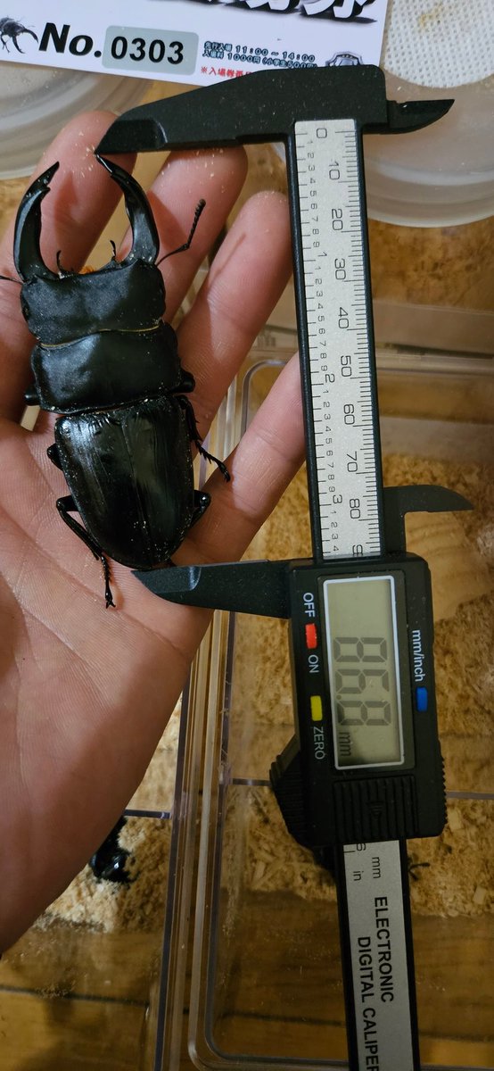 さっそくビーマニ参加出来なかった仲間のところに購入したSRを届けに行くとお礼と言ってお米🍚をくれた😋

お迎えしたSRで新たなラインとおまけでもらった♀単は我が家のSRの補強に使わせてもらおう✨

今日は何かいい日だったな♪
人との繋がりや出会いに感謝🙏