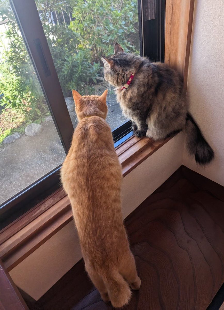 りんりん様☆ネコちゃんパネル☆ 【ハンカチ受付】 ハンカチ［NEKO