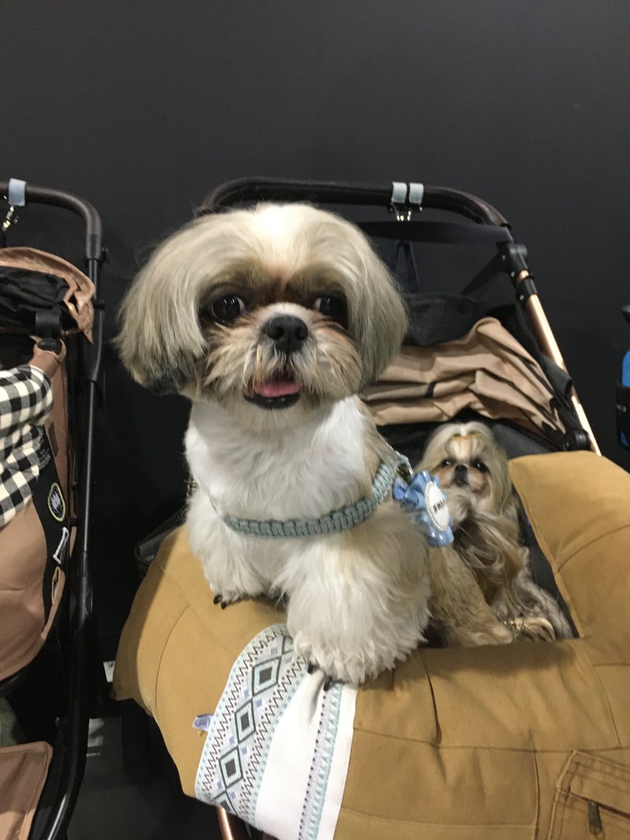 お豆ちゃん様ご確認ページ！ おっす。おら豆太郎。いっちょやってみーか。 @lovesiomame0013