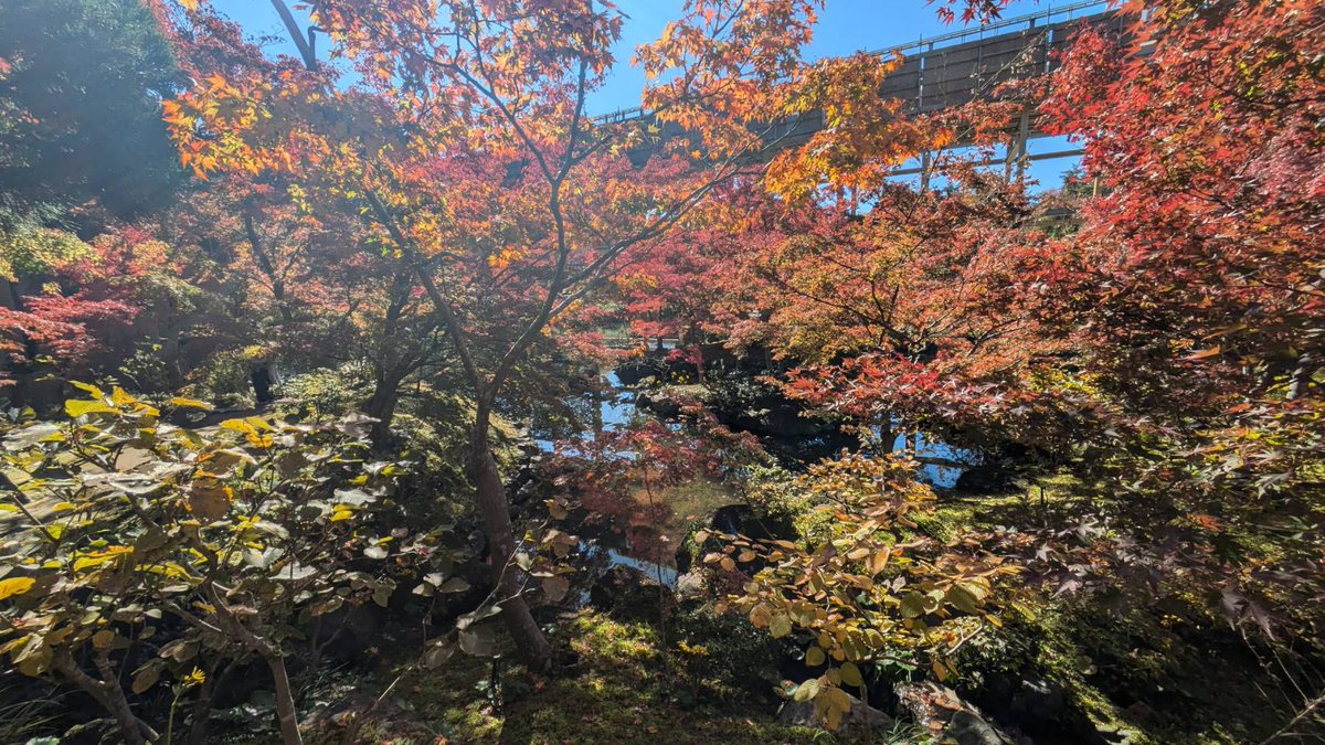 #紅葉

#けいはんな記念公園