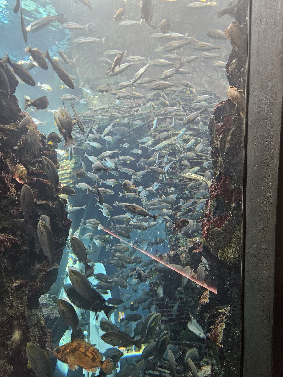 Warako2223's tweet photo. 久しぶり水族館行ってきためちゃ可愛い https://t.co/Br9XkC0cfS