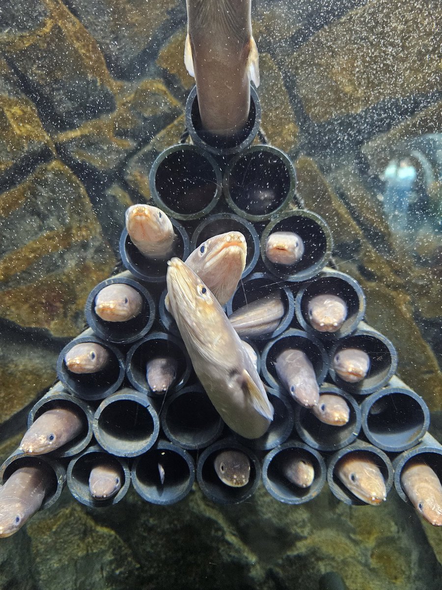 Warako2223's tweet photo. 久しぶり水族館行ってきためちゃ可愛い https://t.co/Br9XkC0cfS