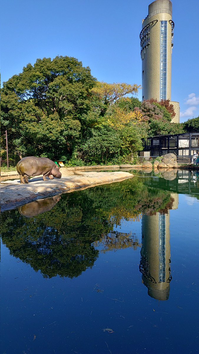 本日の逆さ展望塔
あぐあぐのそのそ活発吉
#のんほいパーク