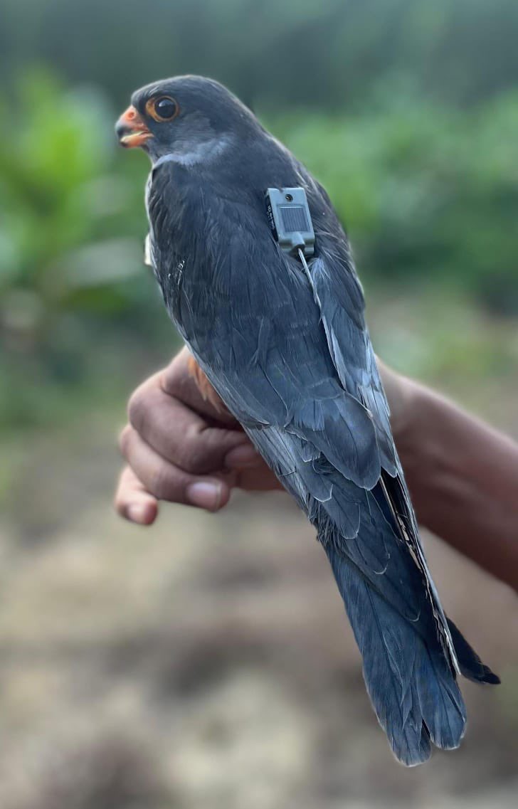 supriyasahuias's tweet image. Here is an update - All three satellite-tagged Amur Falcons Apapang (male), Alang (young female) and Ahu (female) are now undertaking their daring Arabian Sea crossing. Apapang has already flown nonstop for 76 hours, covering 3100 km at an average of 1000 km per day, aided by…
