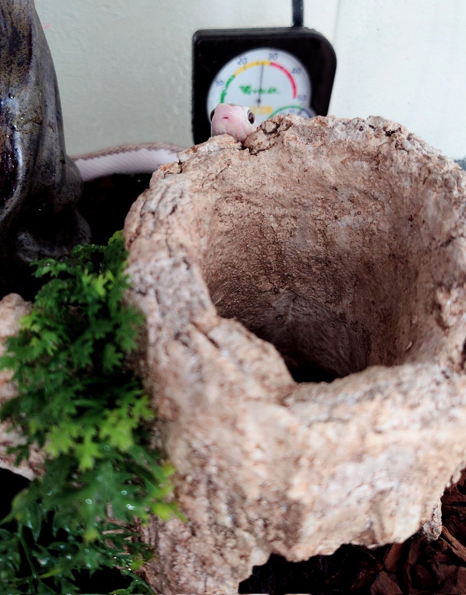 月光堂【 爬虫類シェルター制作所】 (@tsukinohikari32) / Posts / X