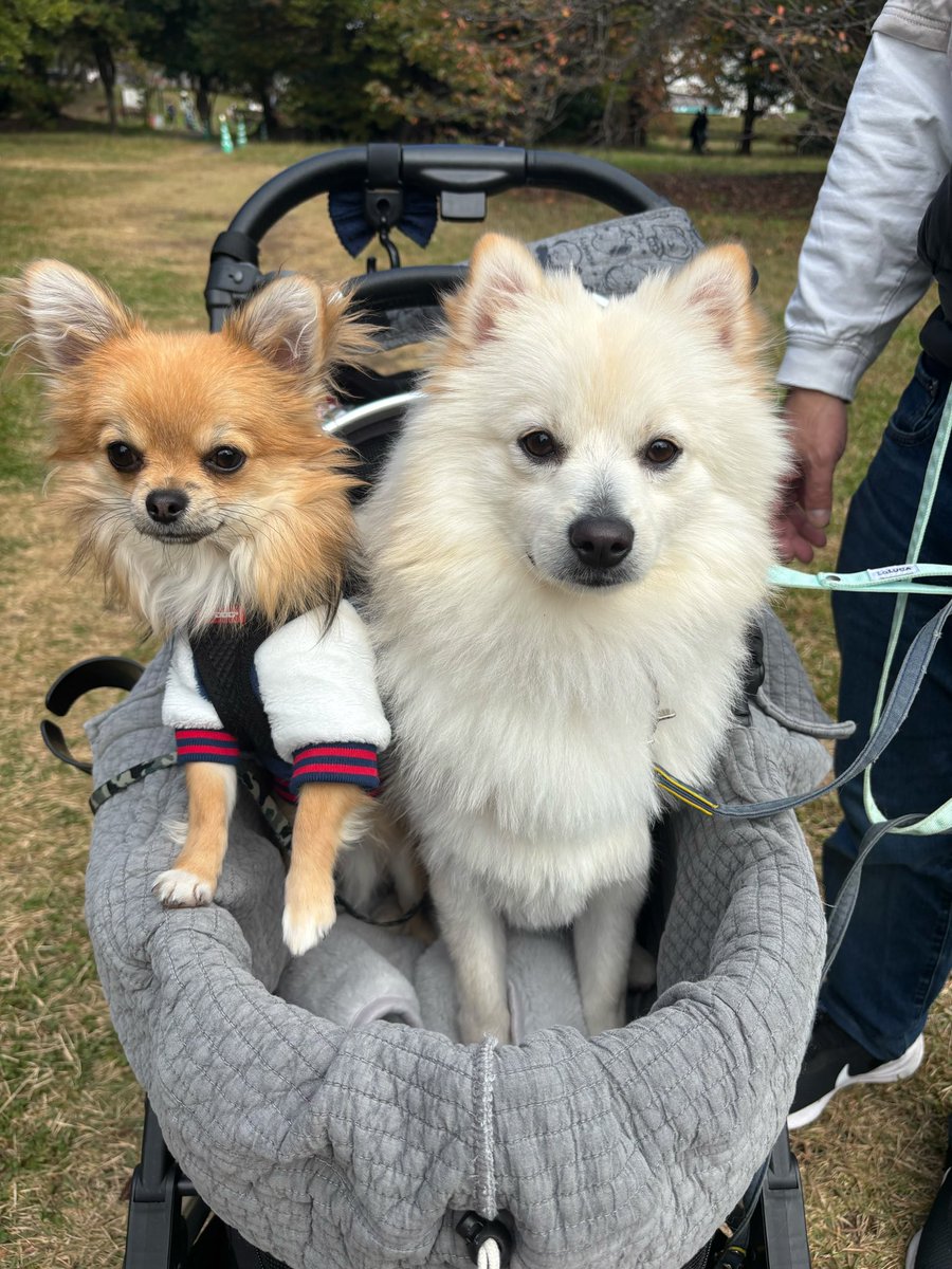 本日は佐倉城址公園にわんこ様イベント行きました🐶そこまで大規模ではなかったですが、わんこたくさんでお店もそこそこあり楽しめました🐕🐾おやつやお洋服買ってしもた笑
 #わんこのいる生活  #さくらじょうしこうえん  #イベント