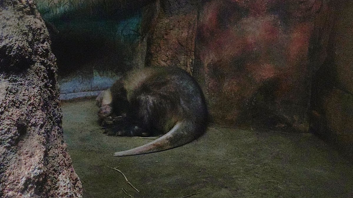 お休みツチブタ
日本中でもっと増えないかな
#のんほいパーク