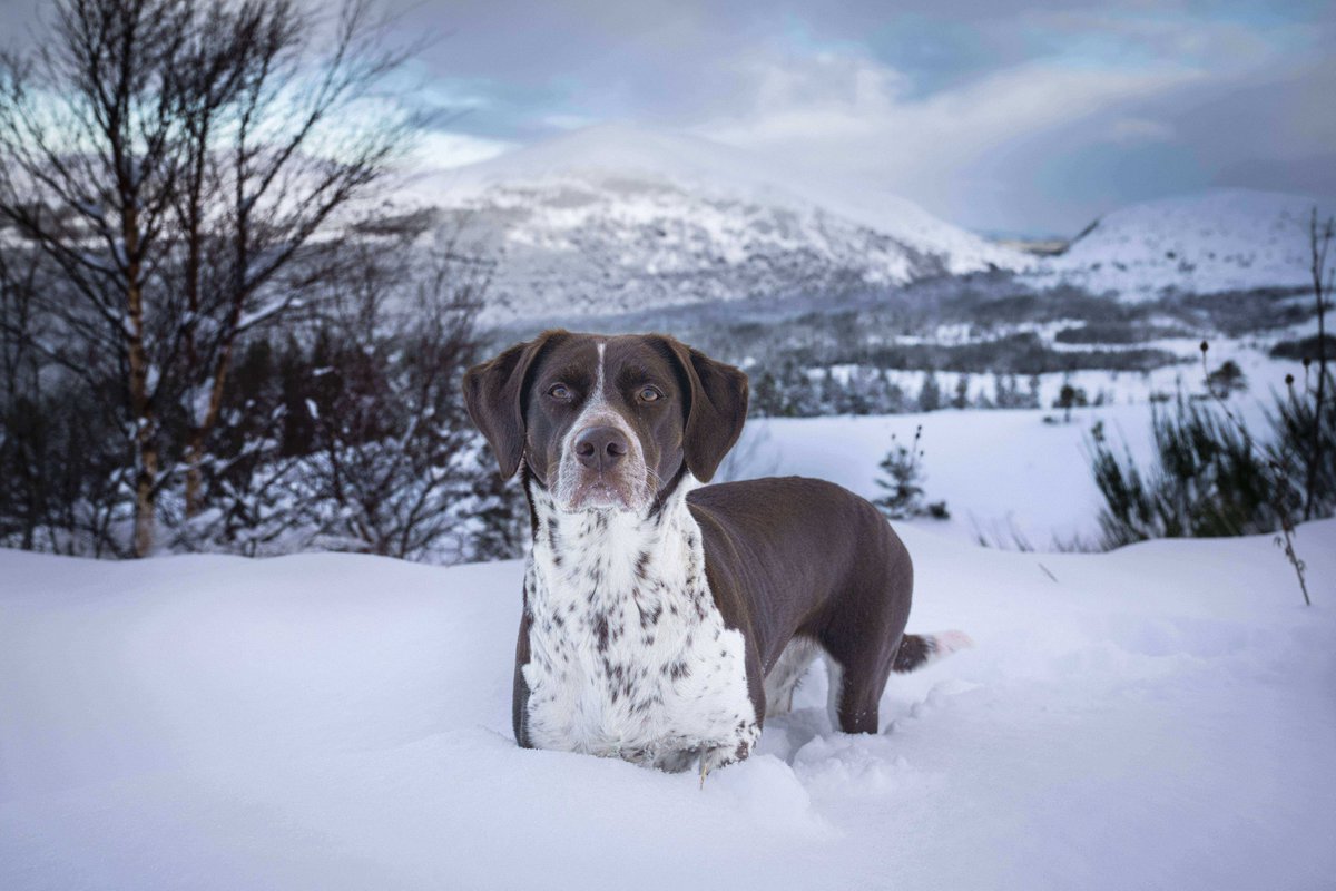 ❄️The snow is getting closer and your pets are just as excited as you are. ❄️🐾

At Great North Lodges all our properties are pet-friendly.

#GNL #EscapeExploreEnjoy #VisitCairngorms #PetFriendly #WinterEscape