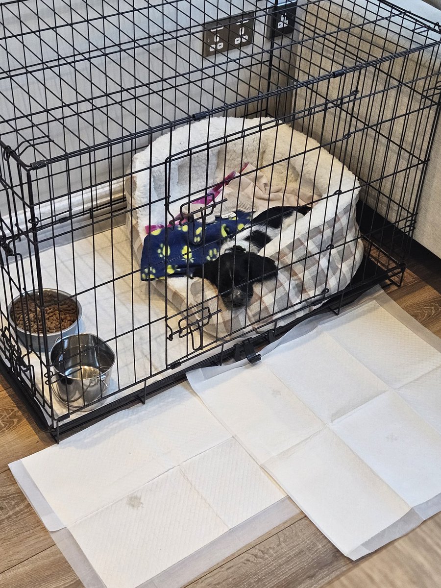 jpwidnes's tweet image. I'd like to announce the arrival of a new family member. Welcome Reggie Parker
@JenParkerCain