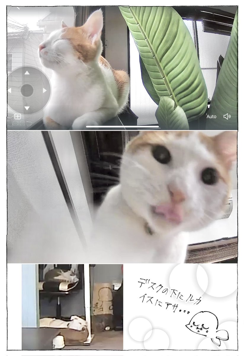 地蔵 (@zizouan) / Posts / X