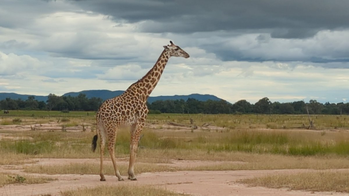 GiSolace's tweet photo. @ReleGlo South Luangwa National park 🇿🇲
#Pixel6pro https://t.co/uaNgNUHwid