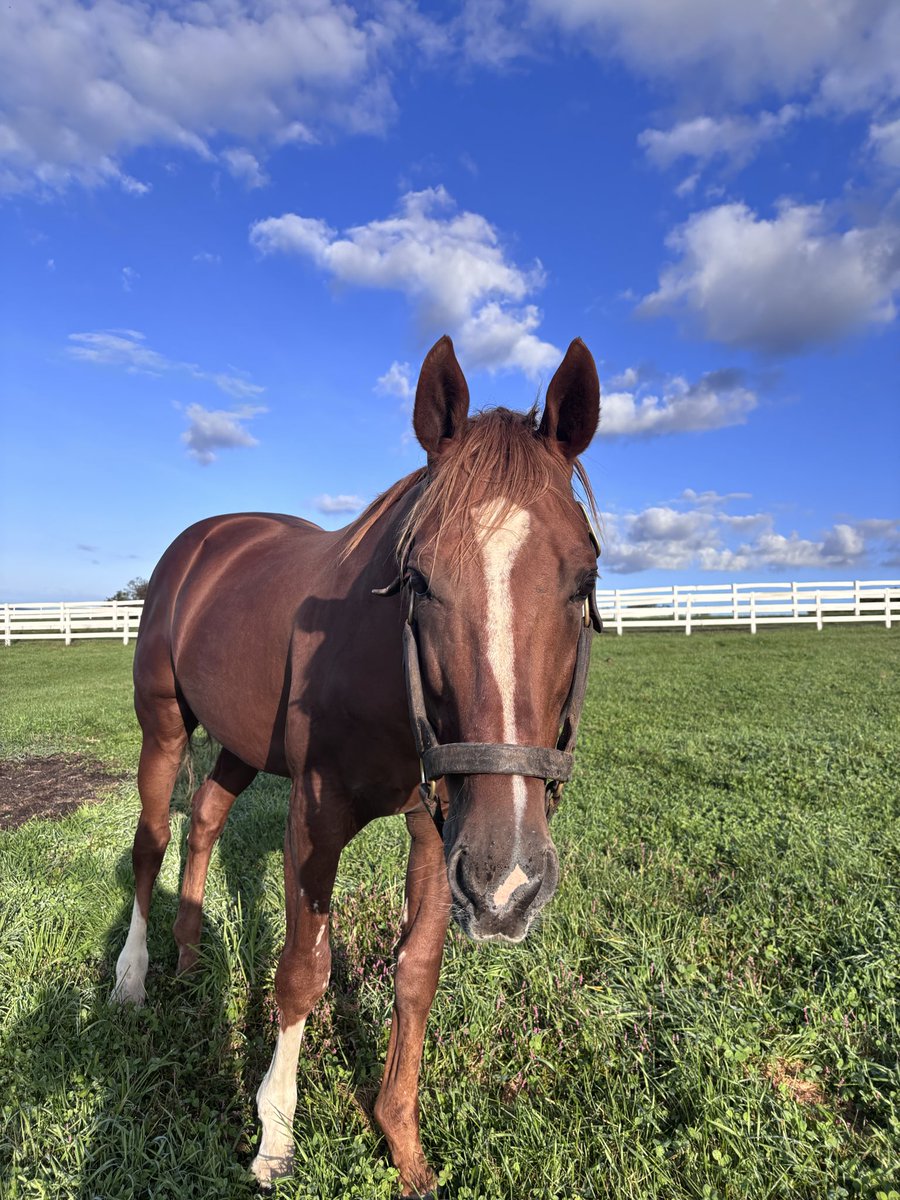 白馬牧場 (@hakubabokujou) / Posts / X