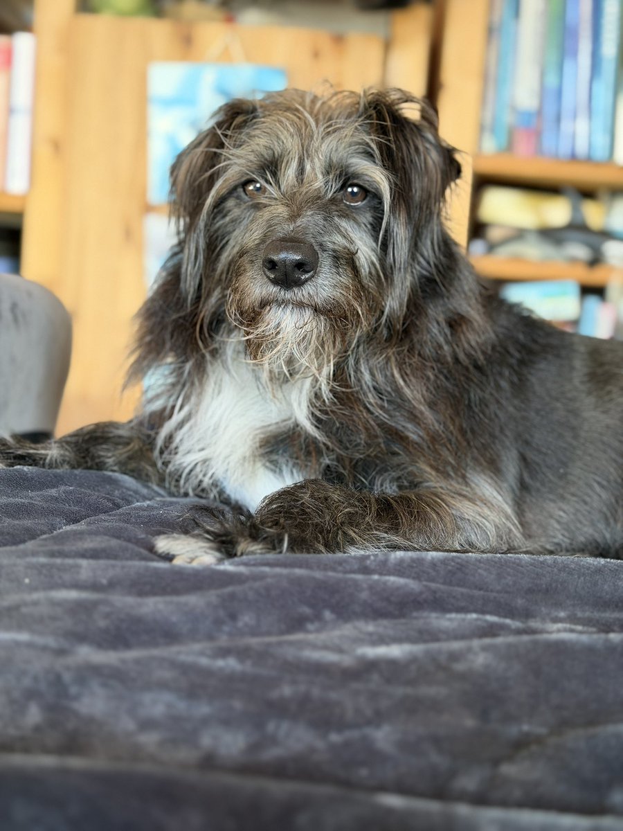 Struppi the dog and Zorro! tweet media