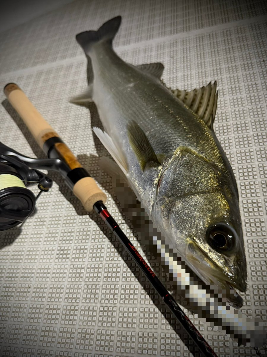 釣り好き SLJ [Super fun off the coast of Katsuura, Boso Peninsula