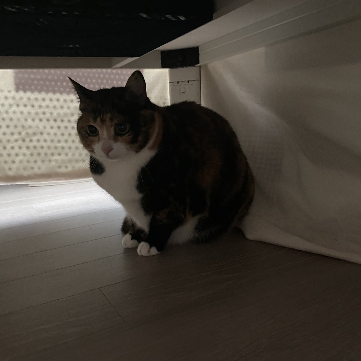 grapefruit_pk's tweet image. 엄마 손님 가라 그래
(2분있다감)