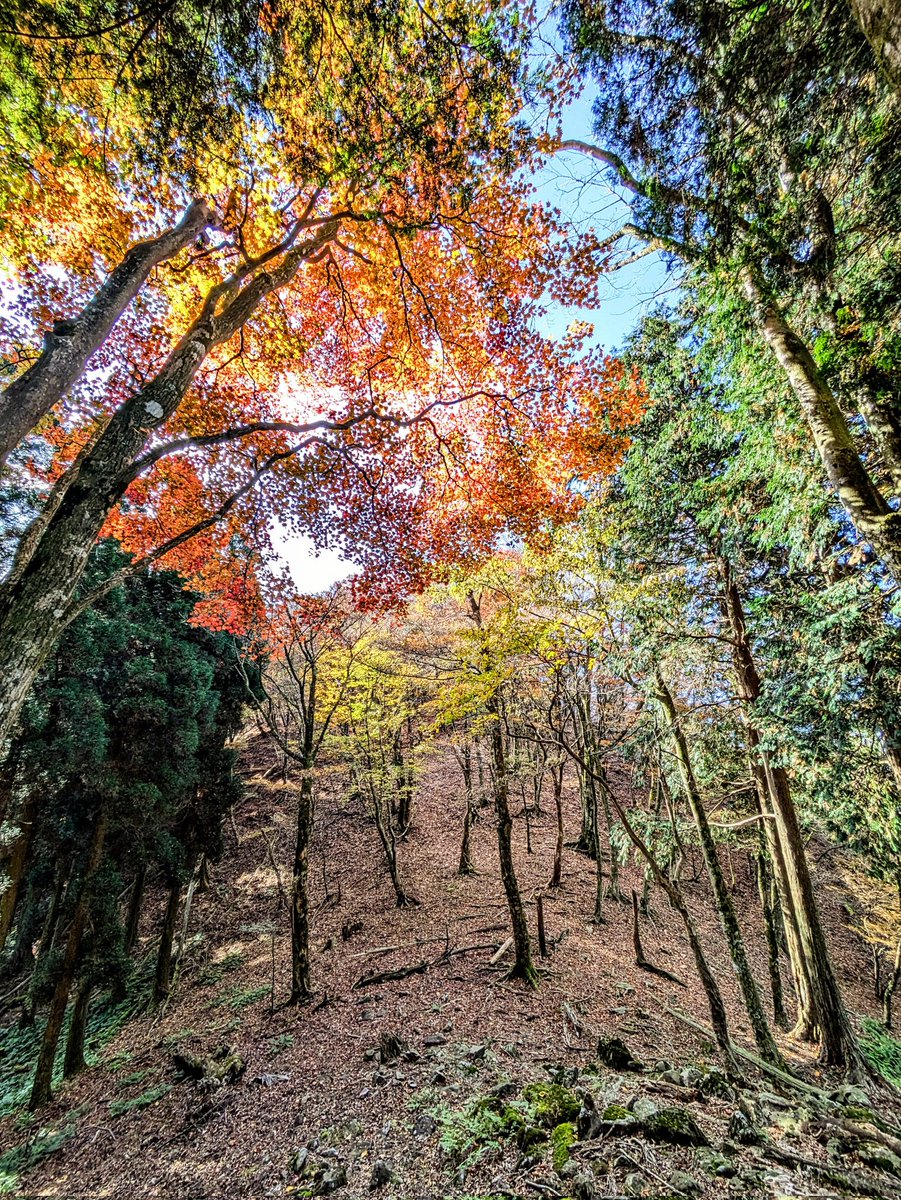 人工林も稜線だけは自然林になっていることが多い
モミジやカエデ類が続いていて、お日様の光が紅葉した葉っぱを透過して落ち葉の上で踊ってる
こんな稜線歩きって最高ですね