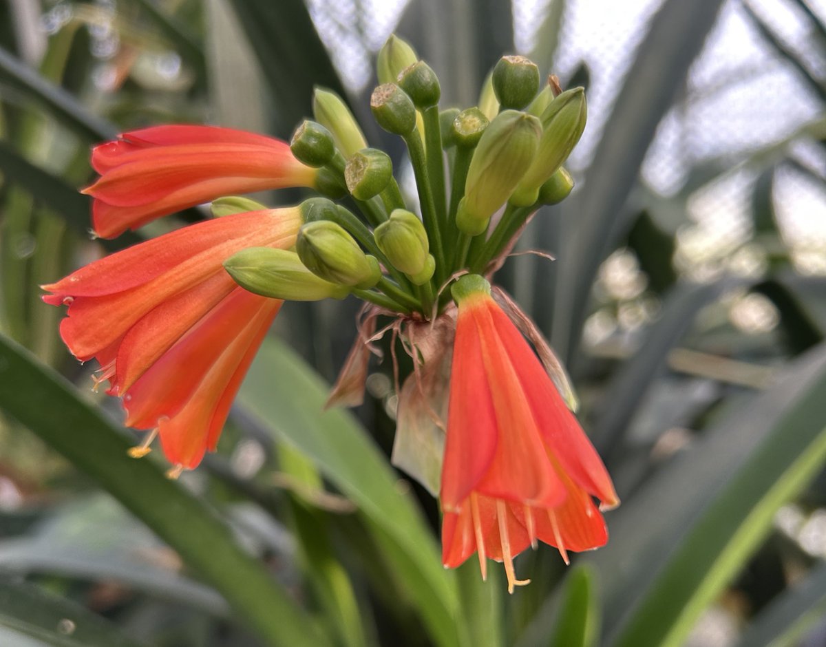 君子蘭のひと (@Clivia111) / Posts / X