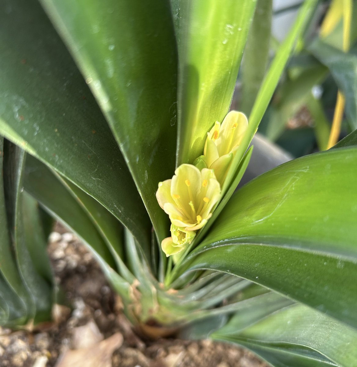 君子蘭のひと (@Clivia111) / Posts / X