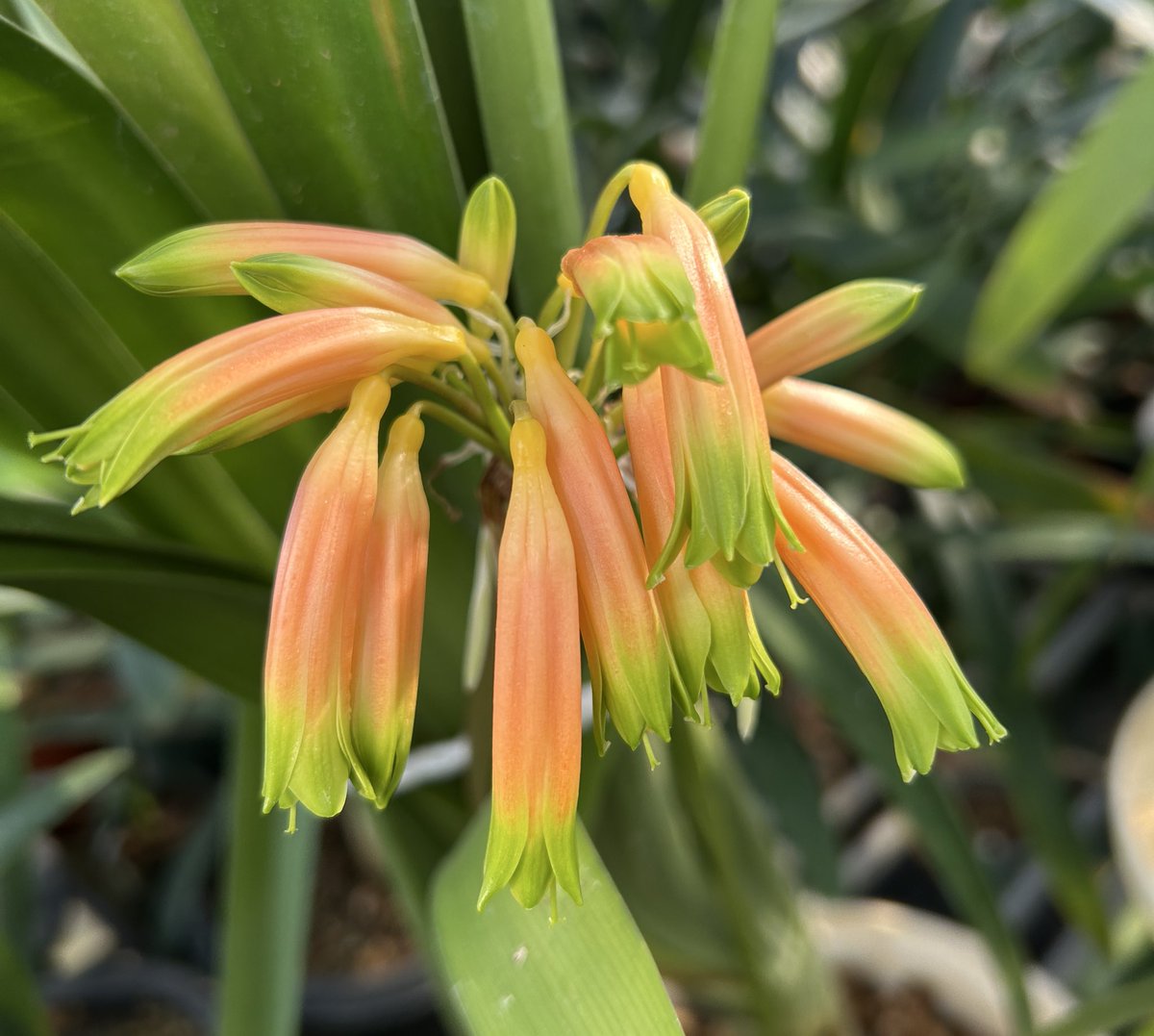 君子蘭のひと (@Clivia111) / Posts / X