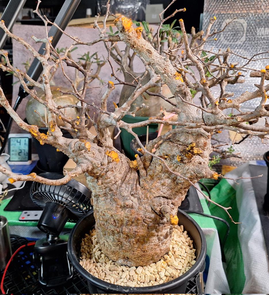 20251116 ～結局ワケアリ品を検証したくヤフオク大手3社から2本づつ