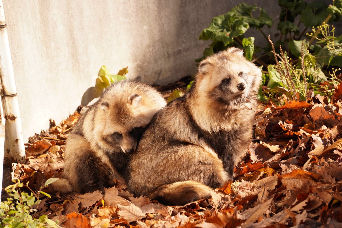 落ち葉の上で日向ぼっこたぬき 幸せそうでした #円山動物園