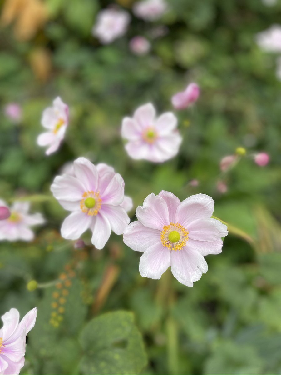 Forgiveness is the final form of love. 🕊️

~ Reinhold Niebuhr

#quotes #inspiration #peace