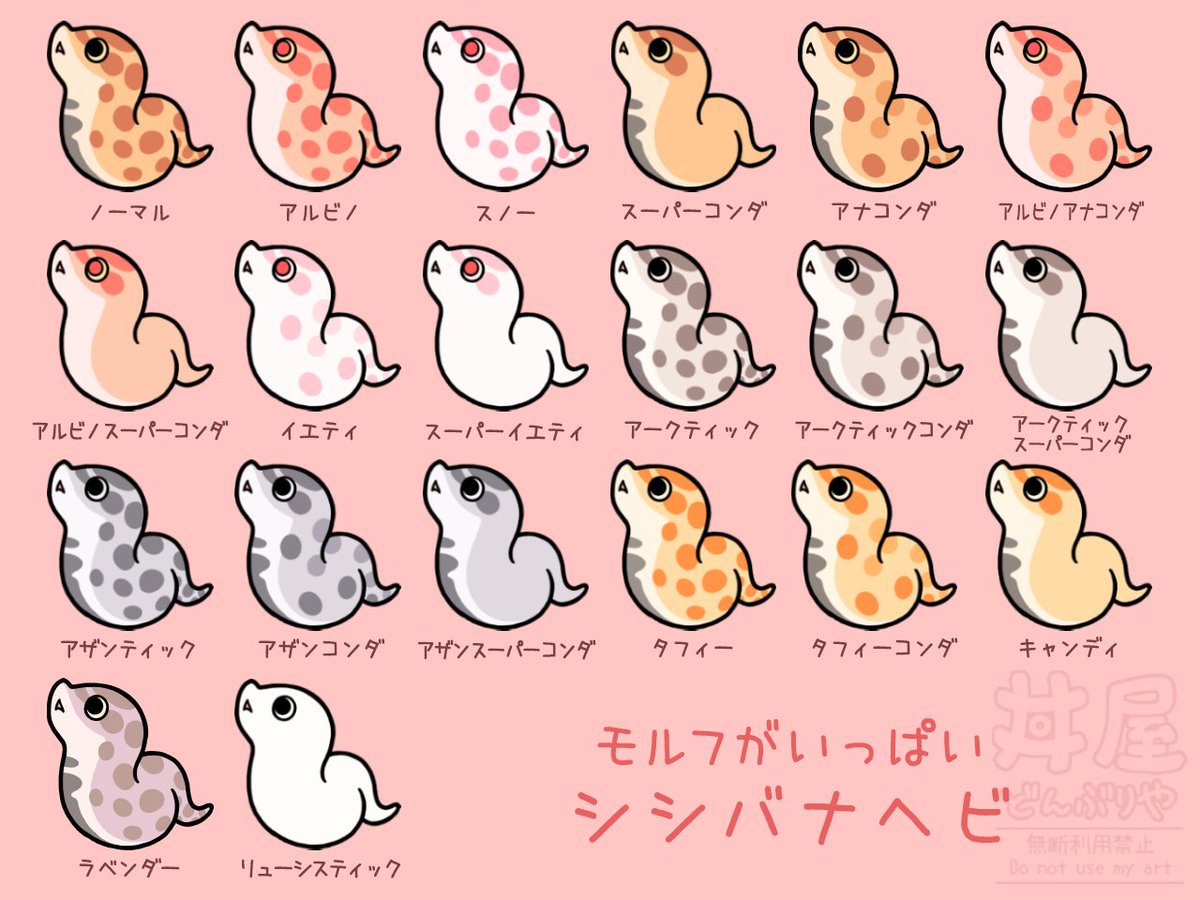 shiba専用ページ Bull Snake全個体10%引きになりました✨ 11月便は11/18日まで予約受付