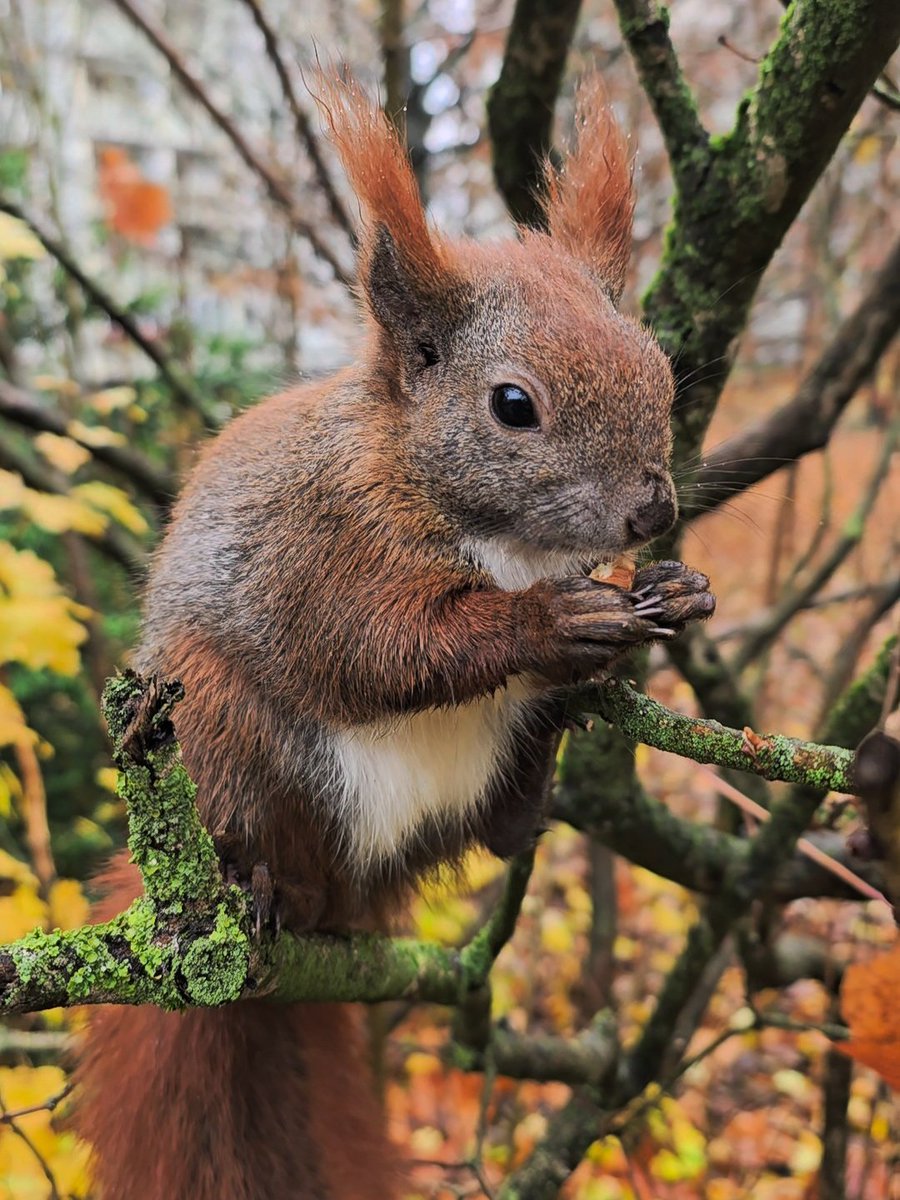 Guten Morgen aus Nusshausen 🐿 
Wer von meinen Berliner Followern einen Clemens-Kalender für 2026 wünscht und diesen abholen möchte/kann, sage mir bitte Bescheid.
Meine Bestellung für Berlin geht in den nächsten 2-3 Tagen raus.
Übergabe wäre in Lichtenberg / Nähe Roederplatz 🙋‍♀️