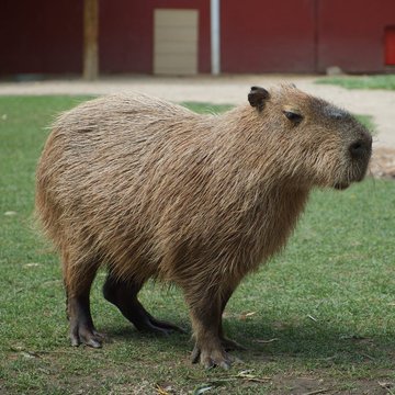 Rainmaker1973's tweet photo. Fun fact.

Capybaras are eaten during Lent in Venezuela because they are considered “fish” by the Vatican.

Sometime between the XVI and XVIII centuries, Venezuelan clergymen wrote to the Vatican with a special request. They had discovered an animal that lived in water, had webbed feet, and tasted like fish. 

With Lent approaching, they asked the Vatican to grant the animal the status of fish, so they might eat it during the upcoming days of meat-free fasting. 

By letter, the Catholic Church agreed, and the capybara—the largest living rodent in the world—became a coveted addition to many Lenten dinner tables.