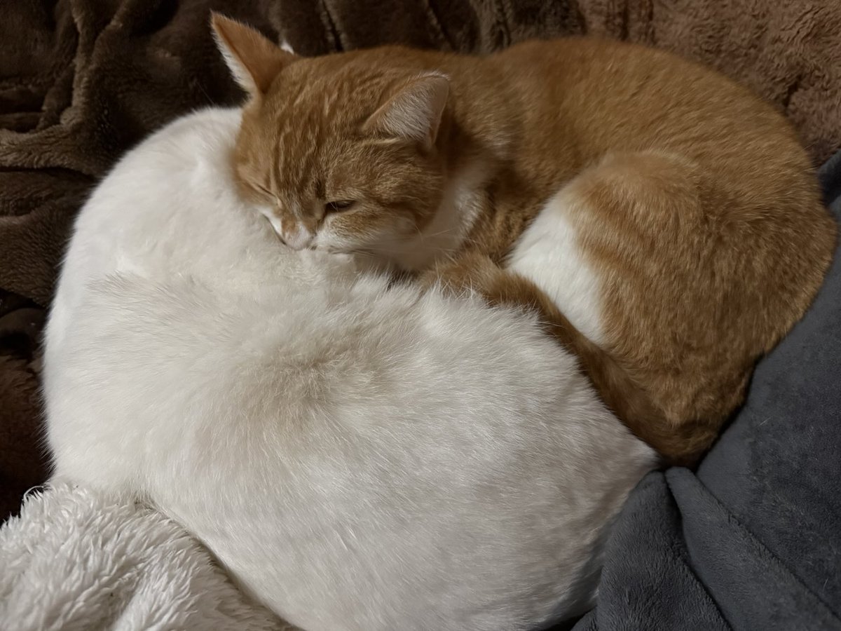 冬の風物詩が見られるようになりました