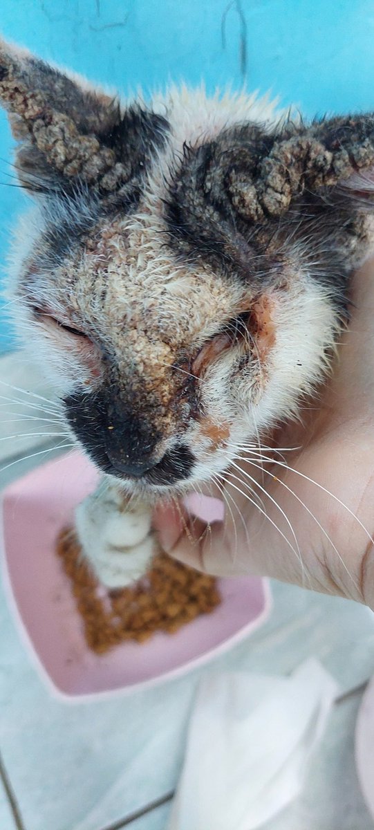 nishikiddiw's tweet photo. Bismillah semoga ada rezeki untuk stray cat yang beberapa waktu ini saya rescue mereka perlu berobat beberapa diantaranya sakit dan cedera 🐈 #straycat #rescuestraycat #kucing #wanttosell https://t.co/dpJstCXGzK