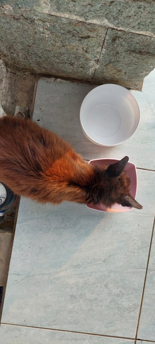 nishikiddiw's tweet photo. Bismillah semoga ada rezeki untuk stray cat yang beberapa waktu ini saya rescue mereka perlu berobat beberapa diantaranya sakit dan cedera 🐈 #straycat #rescuestraycat #kucing #wanttosell https://t.co/dpJstCXGzK