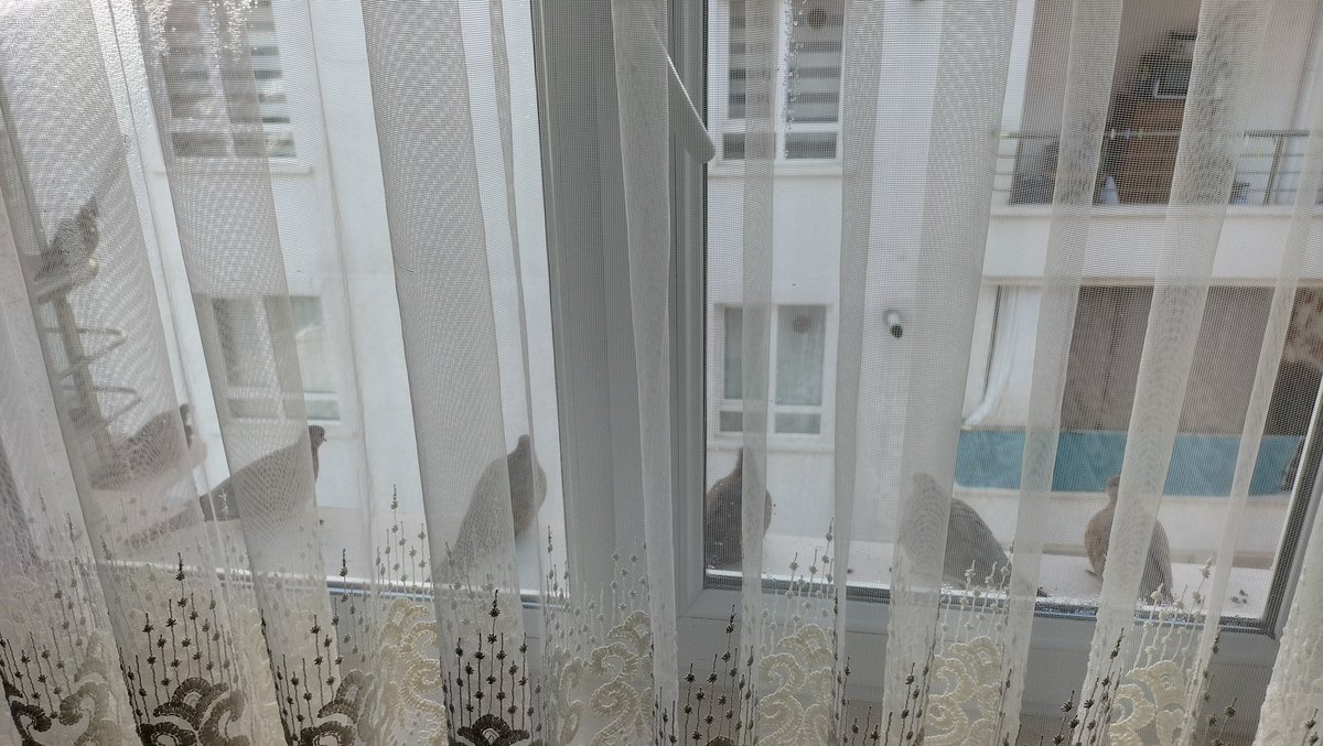 ben bir değil bissürü kuş gördüm demeye gidiyorum 🏃🏻‍♀️