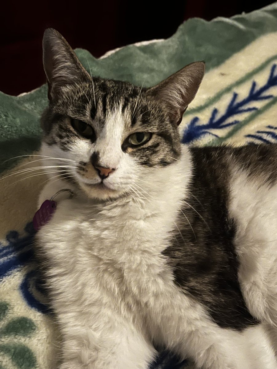 HannahGilley21's tweet photo. Aww!Beanie Girl!! 🐱🐾
#caturday #blacktabby #cute
#cutekitty #cutekittykitty #kittykitty
#shesgorgeous #mykittycat
#mybaby #caturdayeve
#cstsoftwitter https://t.co/xzyEUOY6Zi