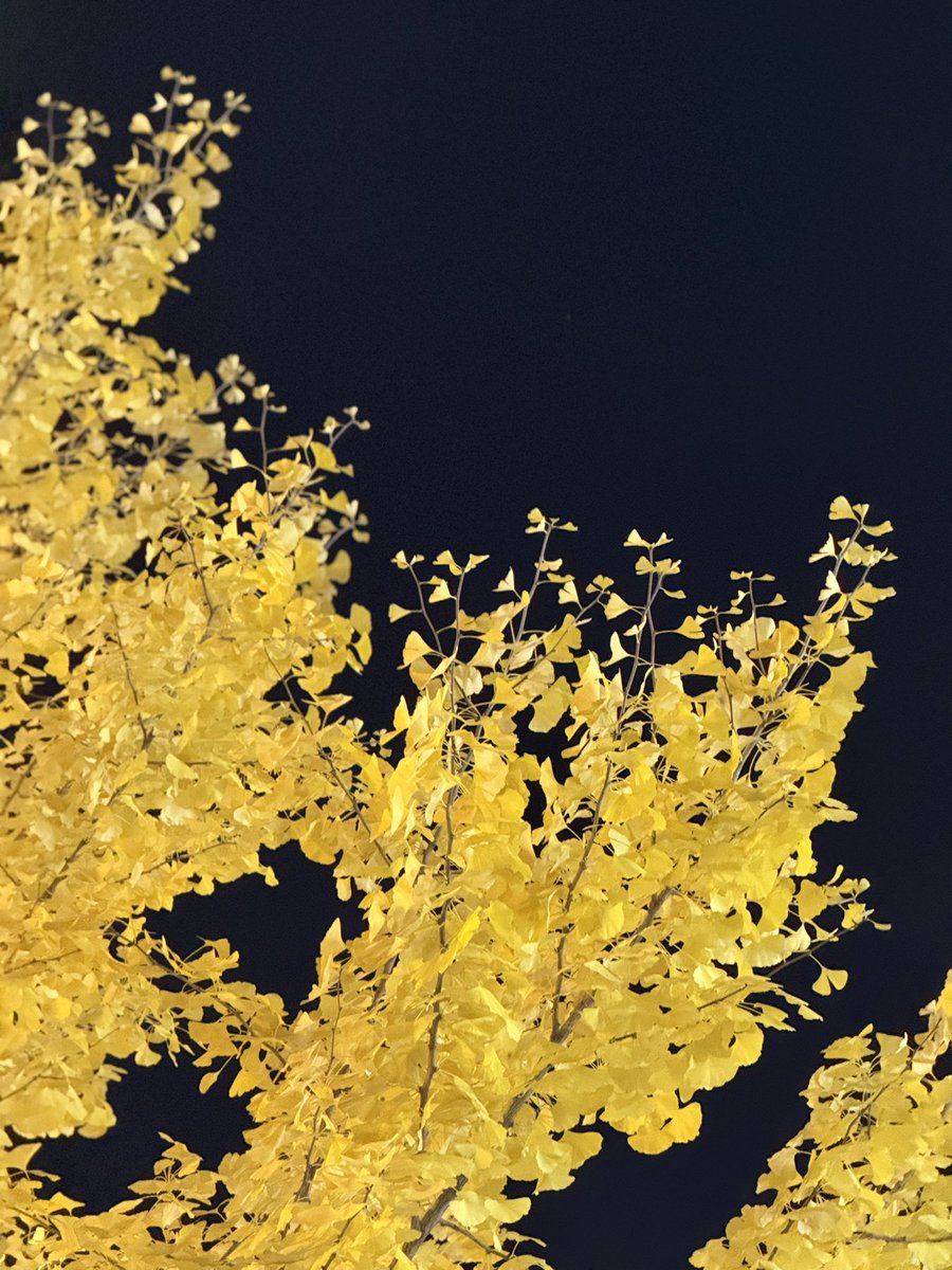 gettingbetter_b's tweet image. 어제의 밤산책
불켜둔 것 같은 은행단풍