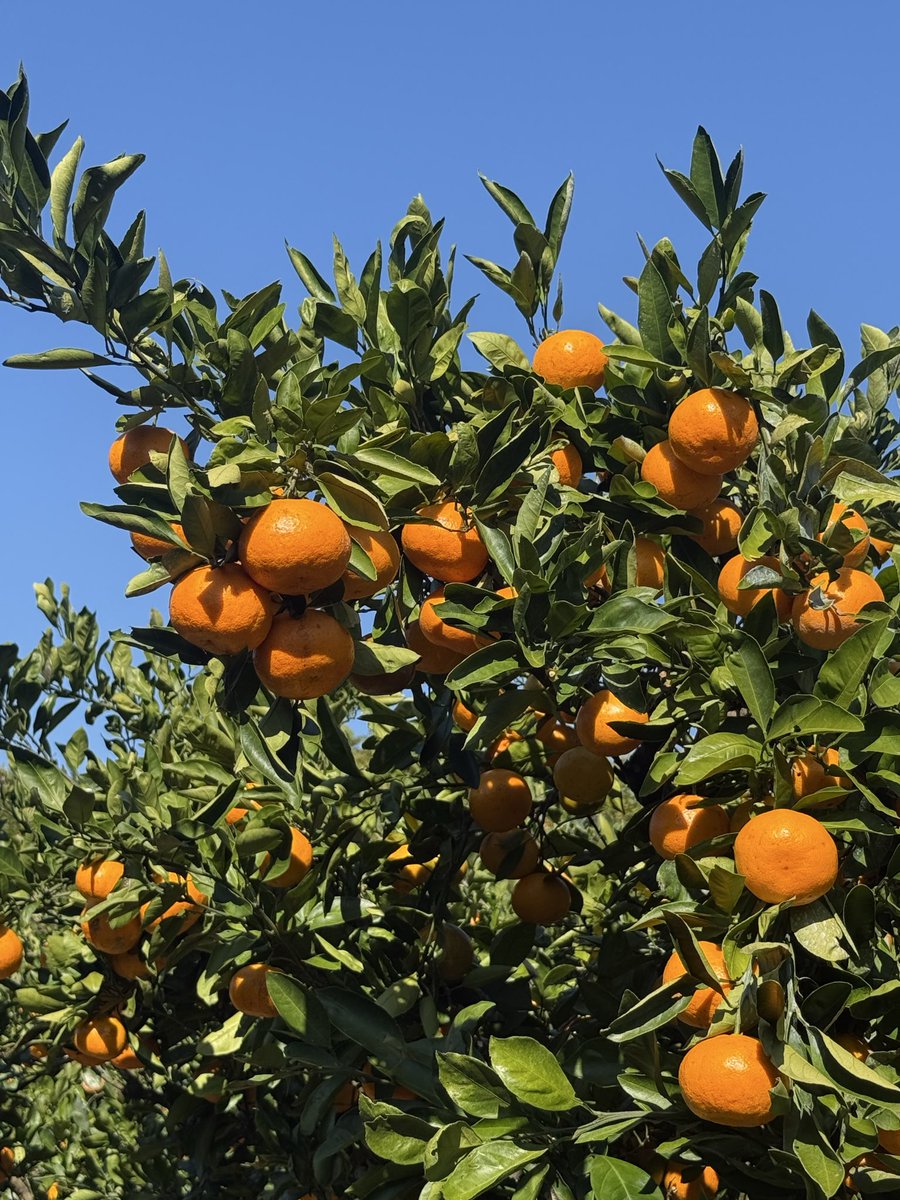 みかんの木 ♪週末セール✮様 果樹園「花育通販」蜜柑(ミカン)せとか の苗木を販売